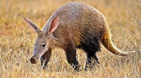 aardvark is an african mammal
